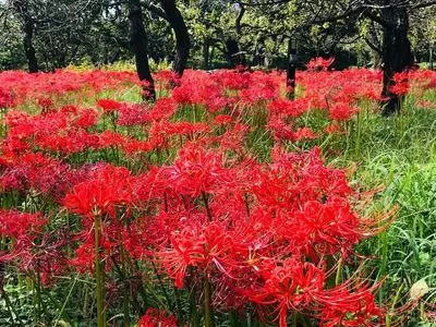 府中市郷土の森博物館の梅園