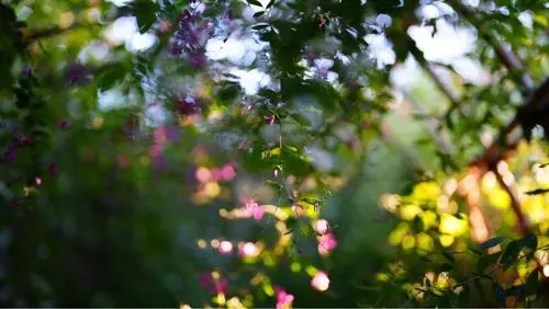 向島百花園の萩のトンネル