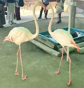 トリアスふれあい動物園
