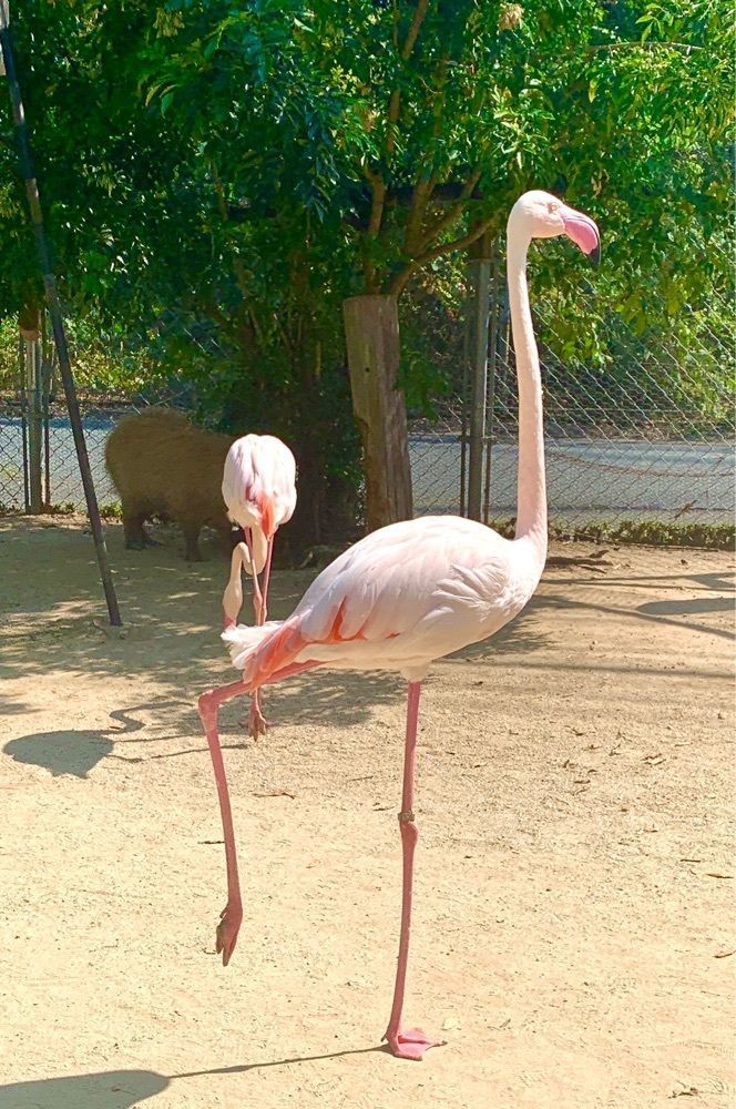 ライさんが投稿したトリアスふれあい動物園に関する口コミの画像