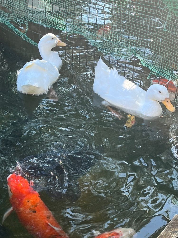 chou chou tabiさんが投稿したくろんど池に関する口コミの画像