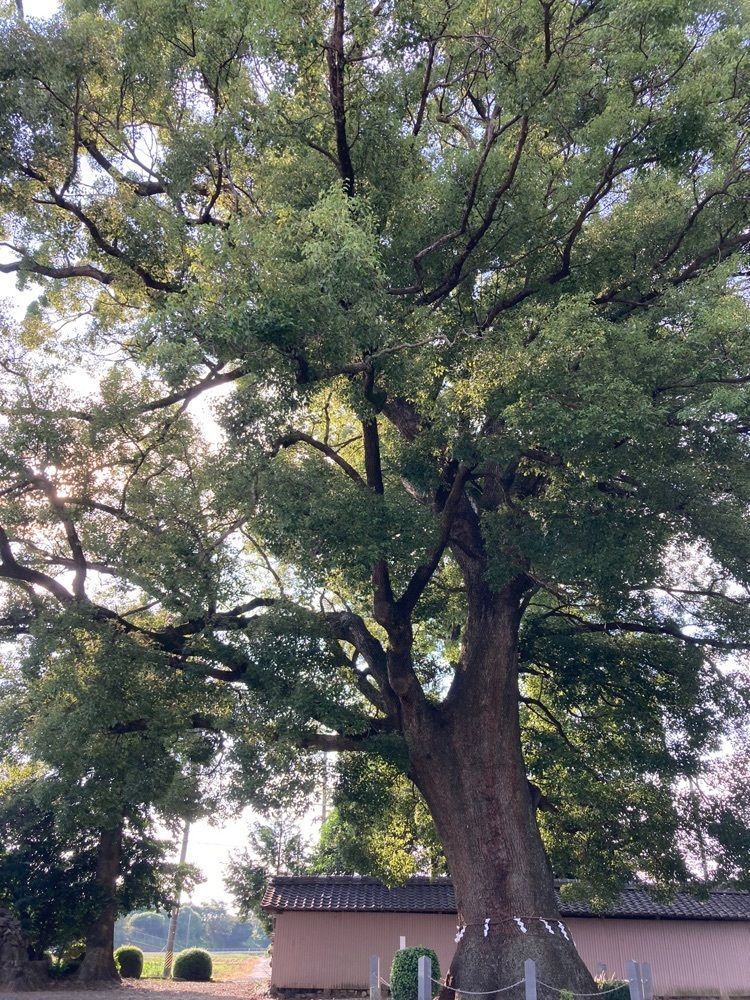 Howl Monさんが投稿した伸に関する口コミの画像