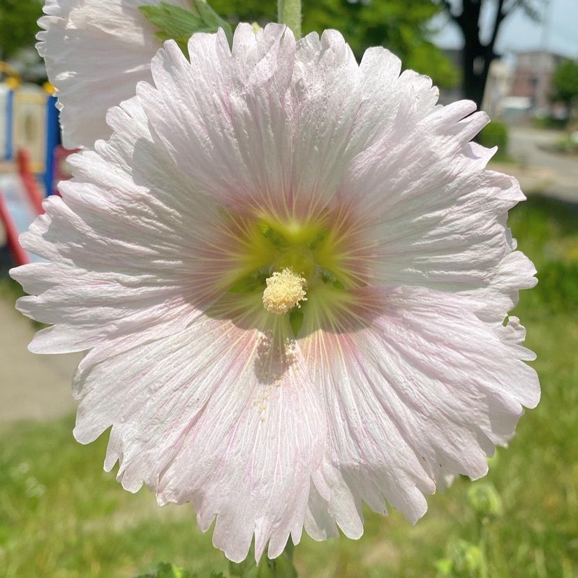 Kayoさんが投稿した画像の画像