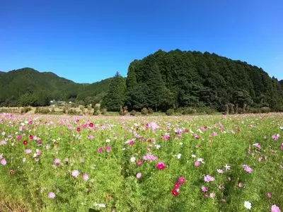 清住コスモス畑 2枚目