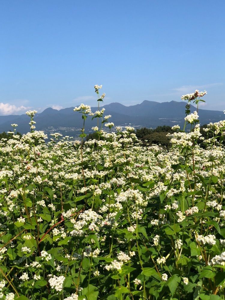 からっ風②さんが投稿したマルシェに関する口コミの画像