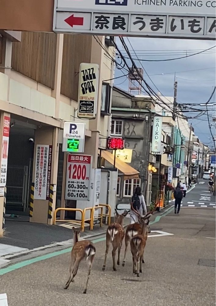 カランさんが投稿したまほろば大仏プリン本舗 プリンの森 ミ・ナーラ店に関する口コミの画像