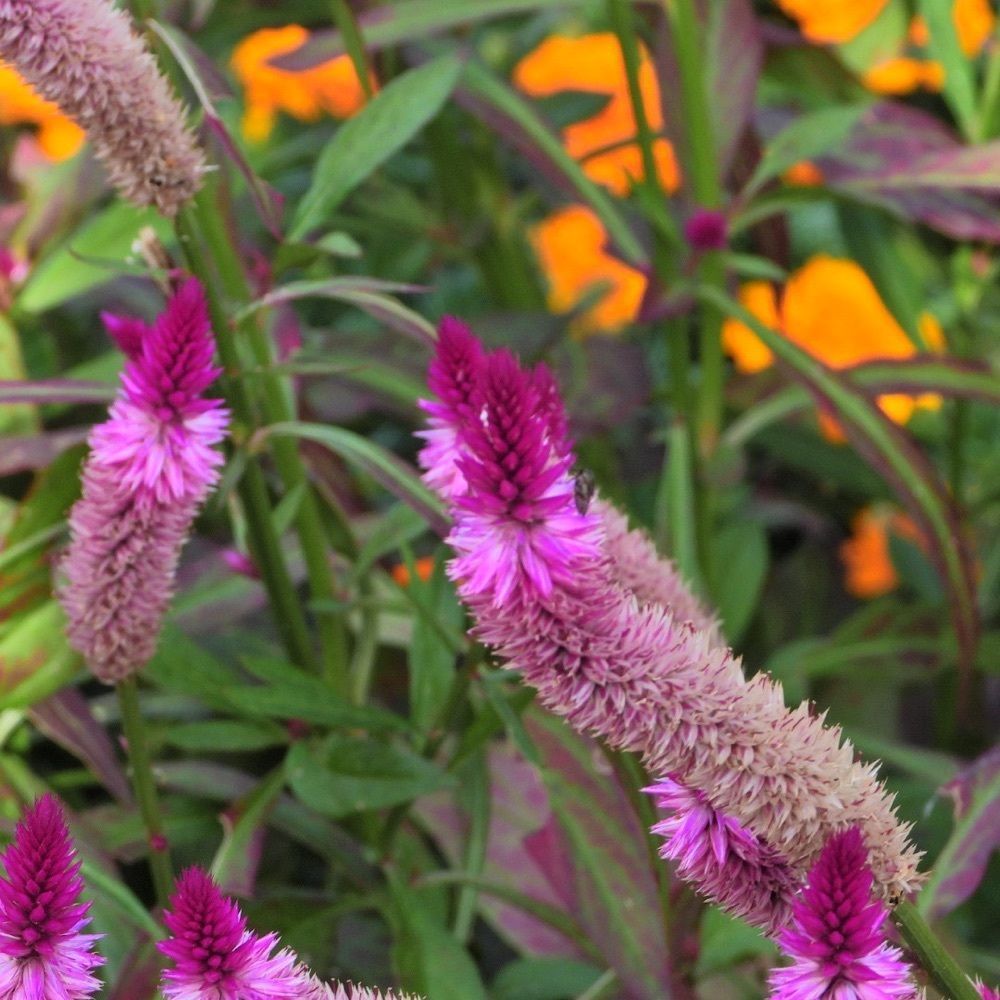 Shoさんが投稿したみずほの自然の森公園に関する口コミの画像