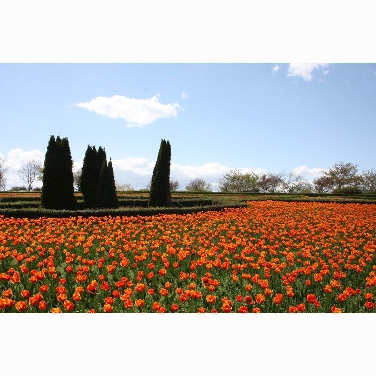 おみんさんが投稿した館ケ森アーク牧場に関する口コミの画像