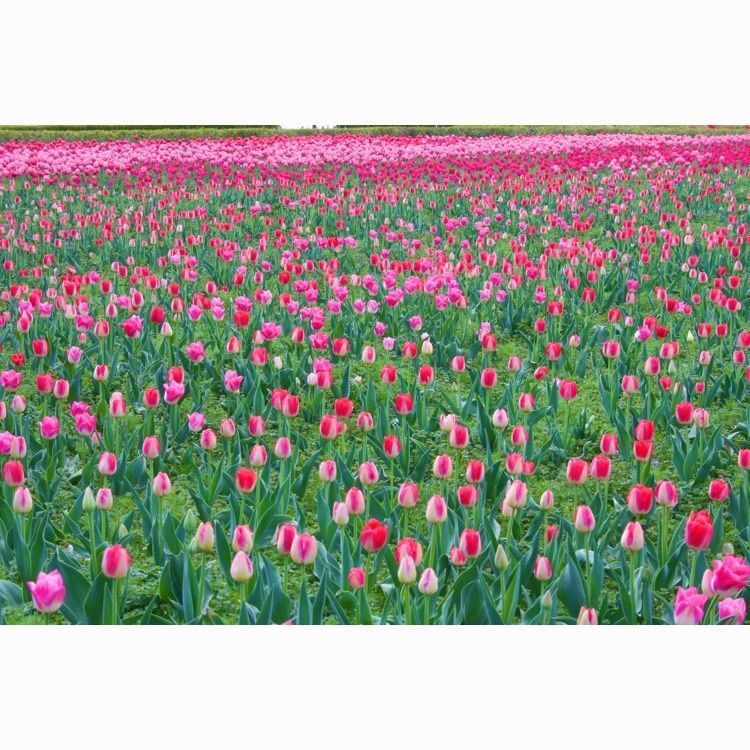 おみんさんが投稿した館ケ森アーク牧場に関する口コミの画像