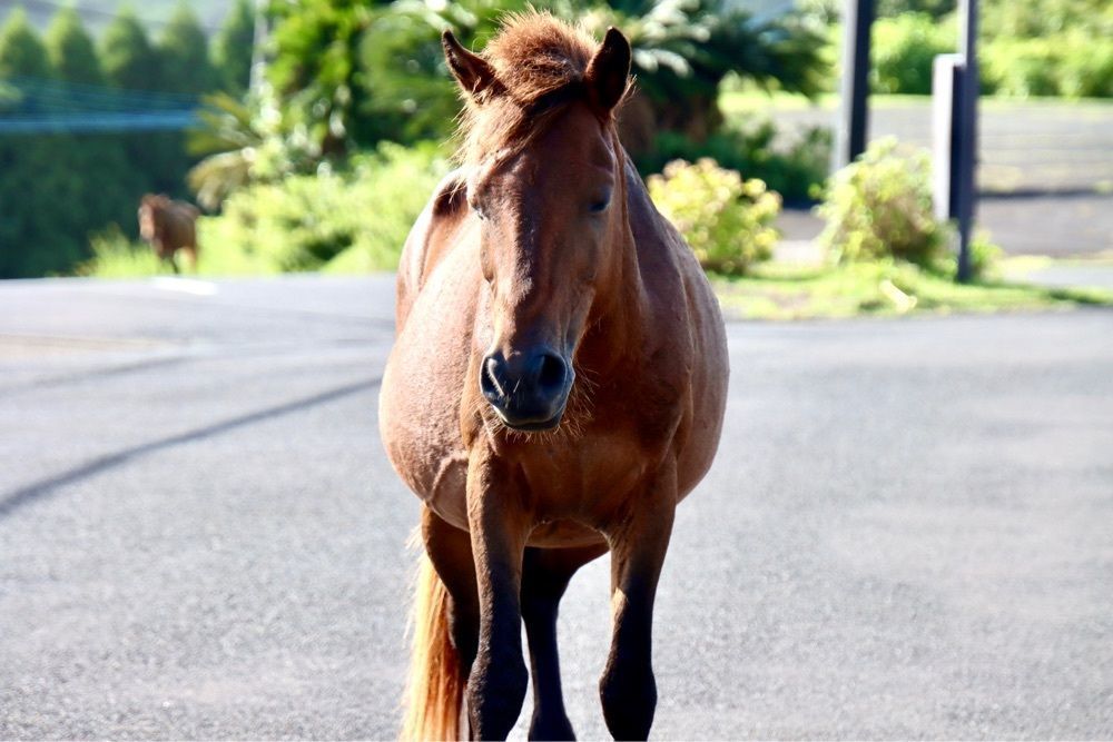 ばるおさんさんが投稿した日南海岸に関する口コミの画像