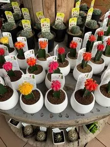 カンセキ 真岡店
