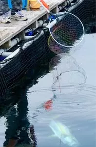 釣堀紀州