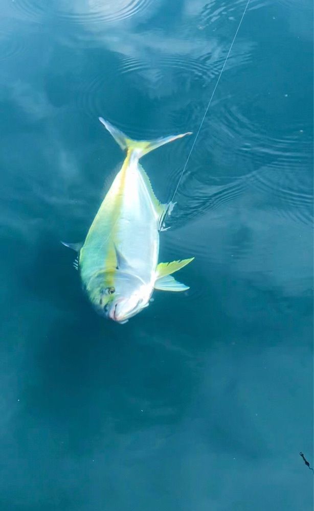 toraking777さんが投稿した釣堀紀州に関する口コミの画像