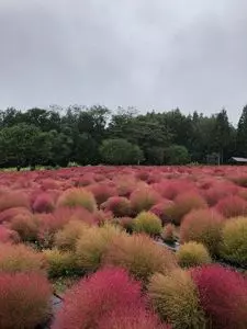 伊賀野の花畑
