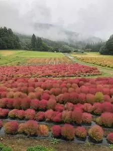 伊賀野の花畑