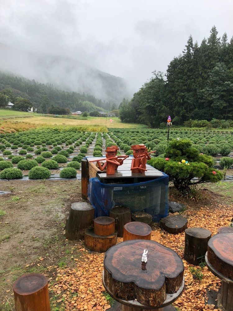 からっ風②さんが投稿した伊賀野の花畑に関する口コミの画像