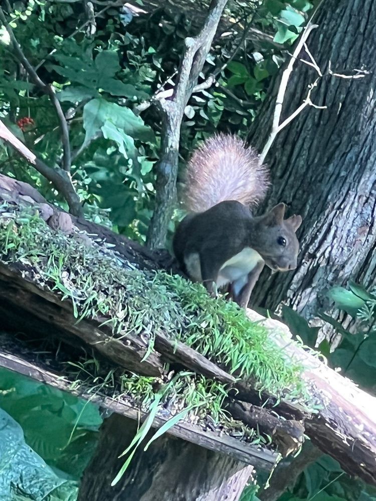 カリフラワーさんが投稿したザ バード ウォッチング カフェ（THE BIRD WATCHING CAFE）に関する口コミの画像