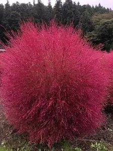 伊賀野の花畑