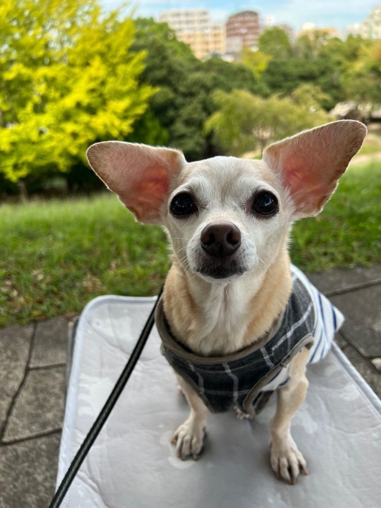 🤎アイヒンまま🤎さんが投稿した富士公園少年キャンプ広場に関する口コミの画像