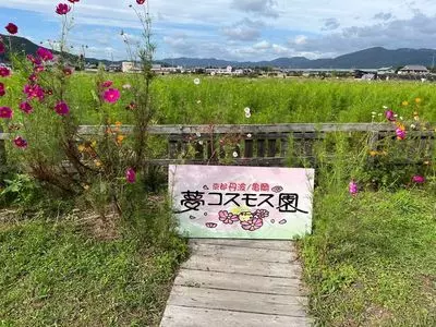 夢コスモス園