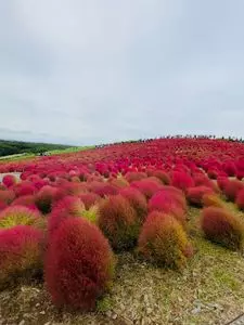 ひたち海浜公園中央口売店