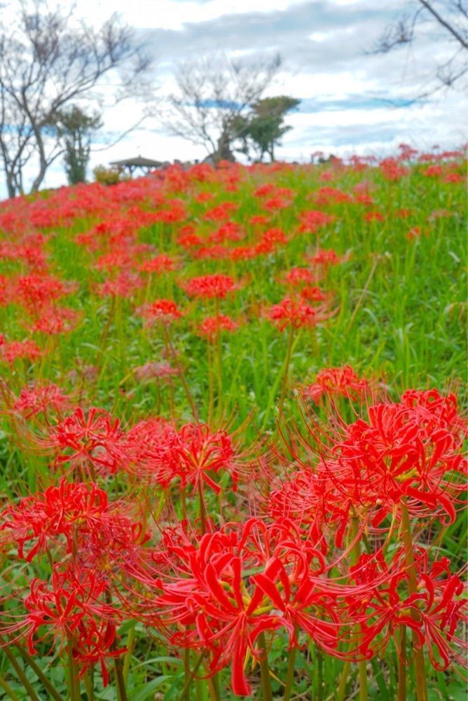 mt0130さんが投稿した鉢巻山展望所に関する口コミの画像