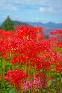 鉢巻山展望所 3枚目