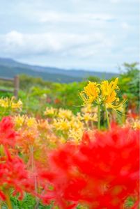 鉢巻山展望所 6枚目