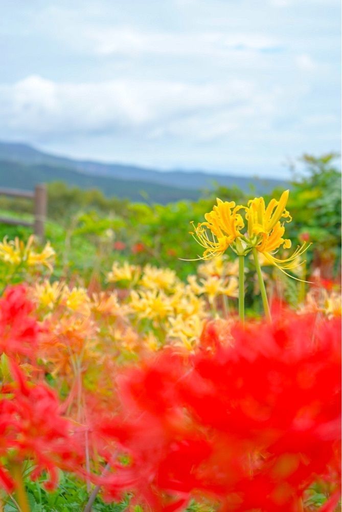 mt0130さんが投稿した鉢巻山展望所に関する口コミの画像