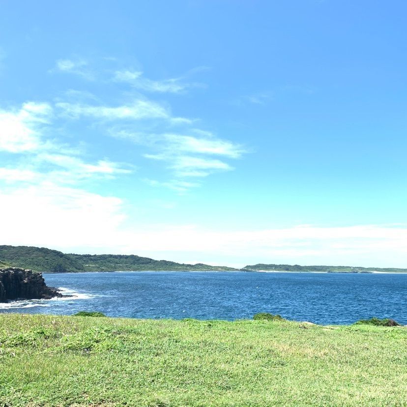 mogさんが投稿した角島ダルマギク群生地／ダルマギクに関する口コミの画像