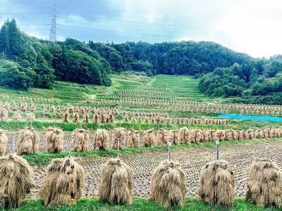 大蕨の棚田