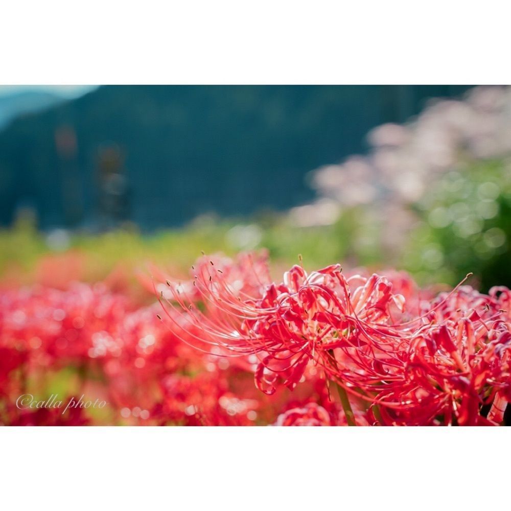 urban_garden_243aさんが投稿した新野駅に関する口コミの画像