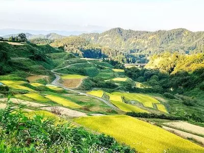 四ヶ村の棚田