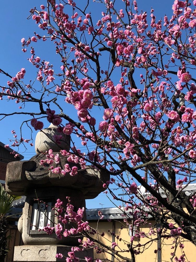 asomogさんが投稿したがんこ 和歌山六三園に関する口コミの画像