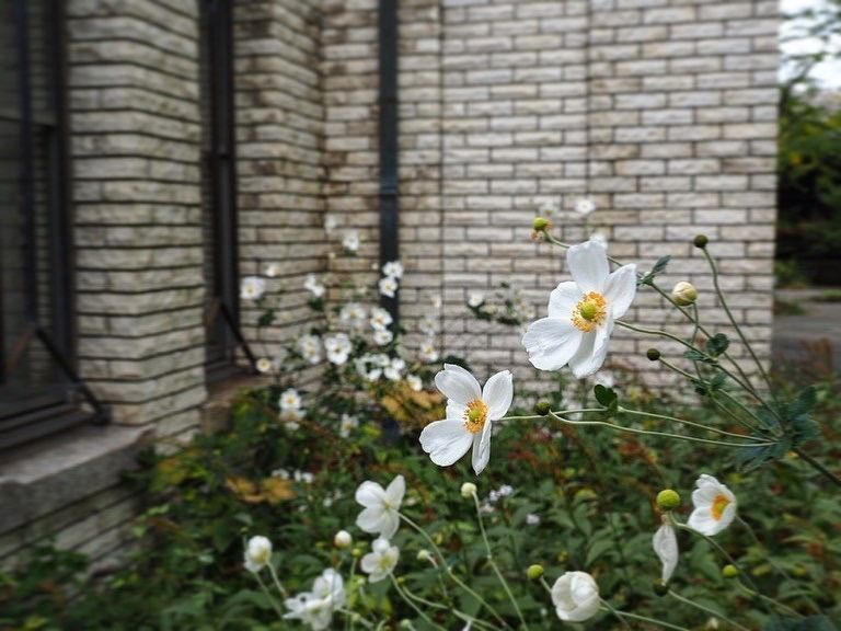 Howl Monさんが投稿した碌山美術館に関する口コミの画像