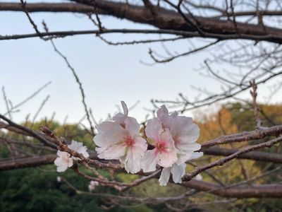 かぶと塚公園 7枚目