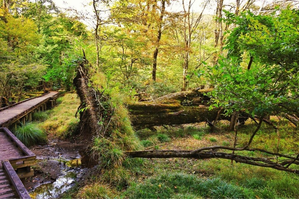 まさまさ　さまさんが投稿した大沼公園に関する口コミの画像