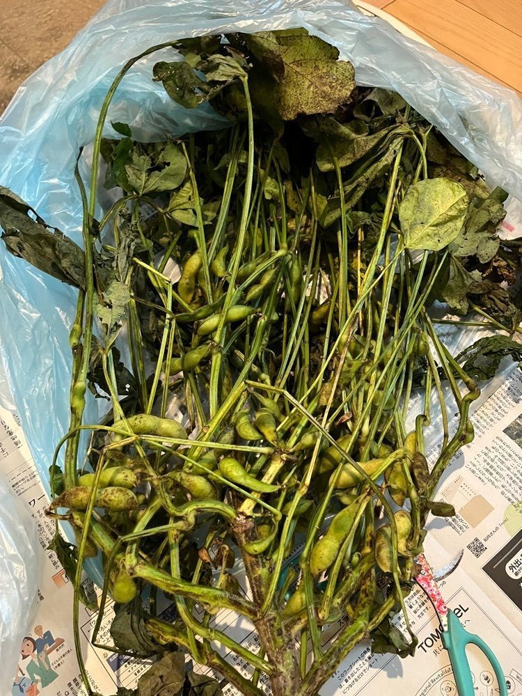 chou chou tabiさんが投稿した丹波篠山 いのうえ 黒豆農園に関する口コミの画像