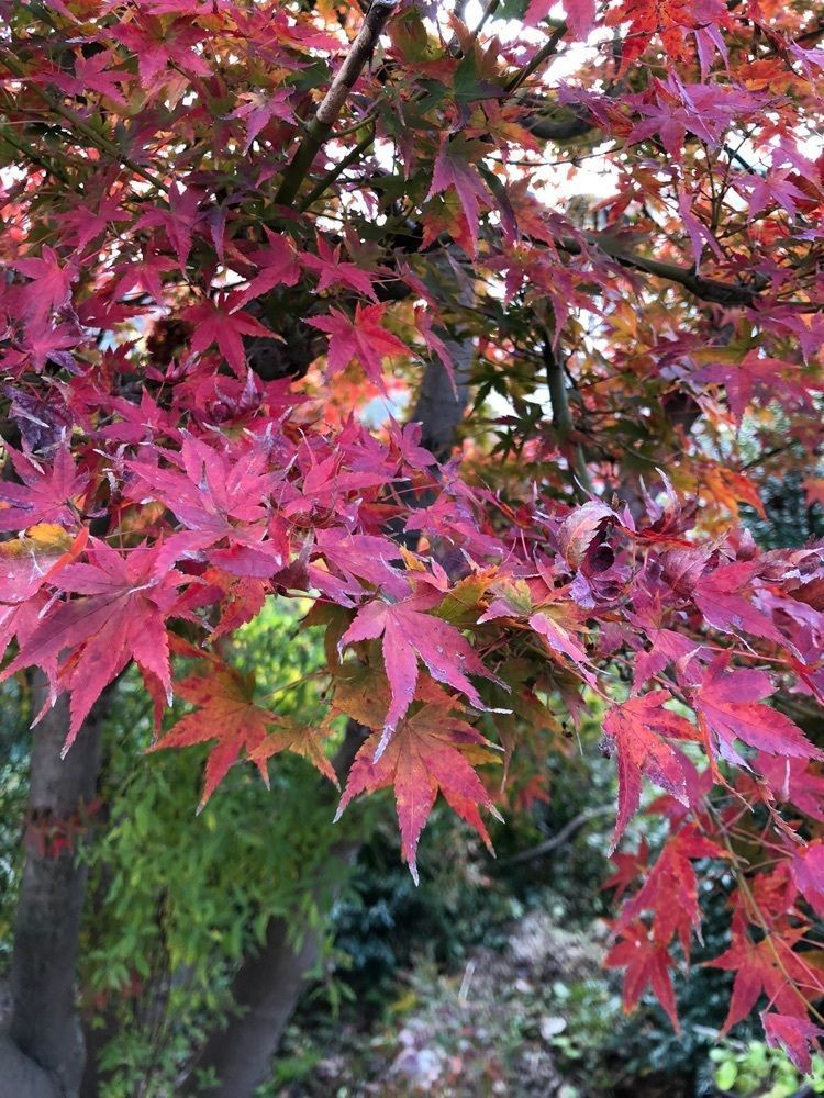 asomogさんが投稿した紀伊風土記の丘に関する口コミの画像
