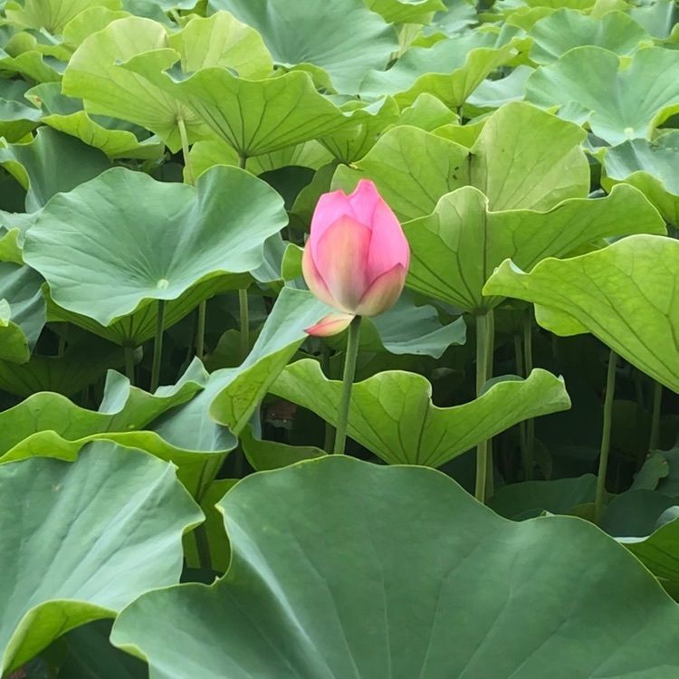 junkunさんが投稿した燕趙園（エンチョウエン）に関する口コミの画像