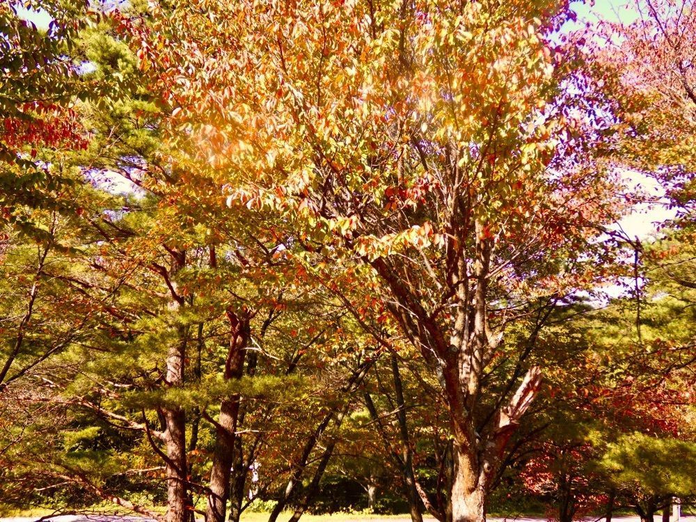 ＪＵNさんが投稿した松川渓谷（岩手県八幡平市）に関する口コミの画像