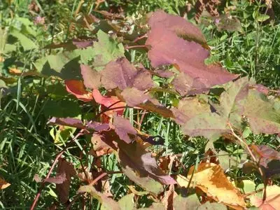松川渓谷（岩手県八幡平市） 3枚目
