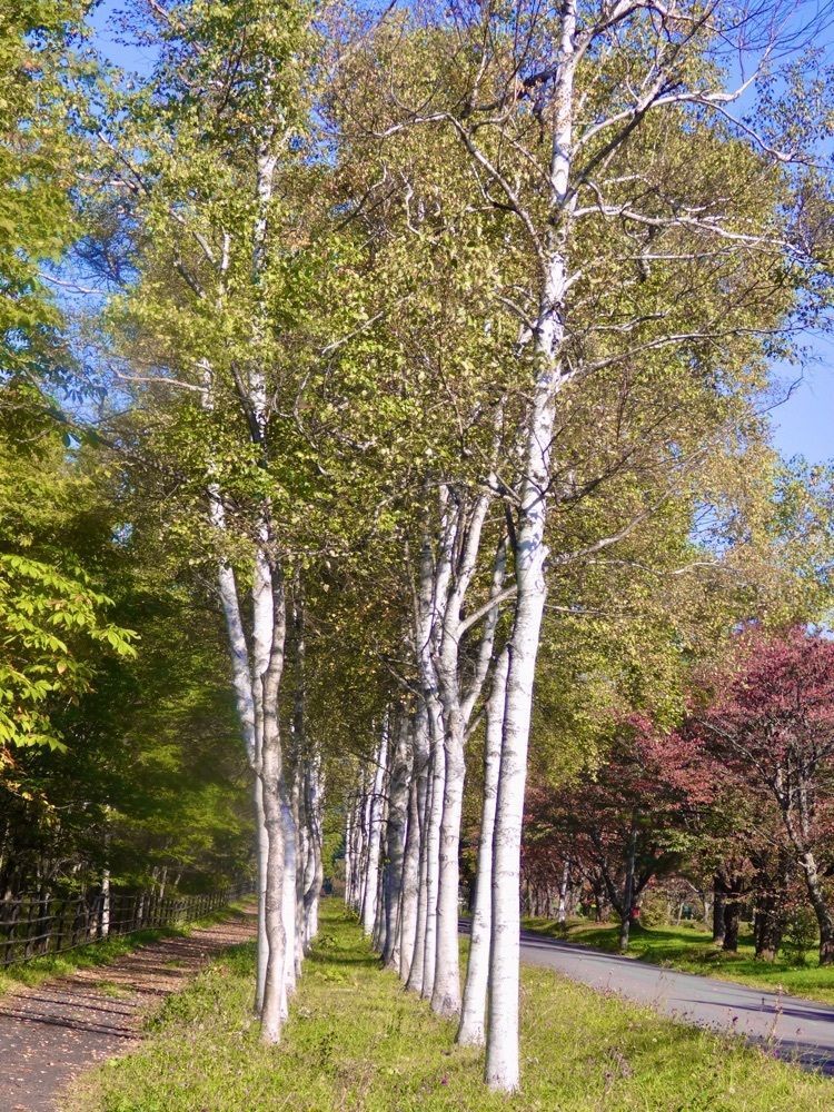 ＪＵNさんが投稿した松川渓谷（岩手県八幡平市）に関する口コミの画像