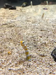 DMMかりゆし水族館