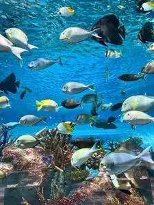 DMMかりゆし水族館