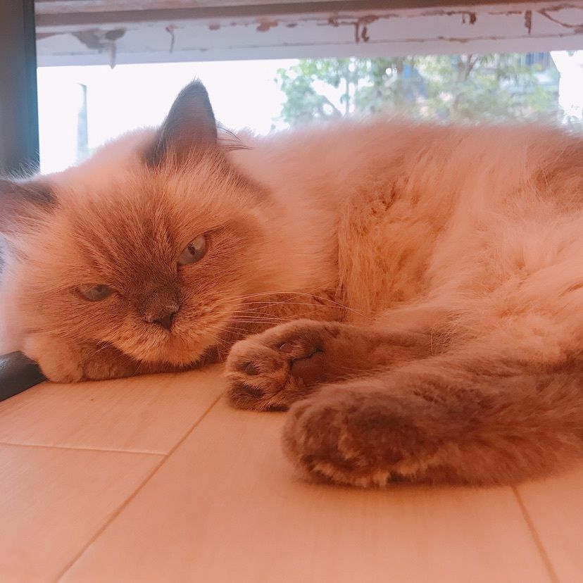 猫なぎ。さんが投稿した猫カフェPuchi Marry仙台青葉店に関する口コミの画像