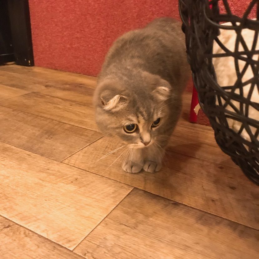 猫なぎ。さんが投稿した猫カフェPuchi Marry仙台青葉店に関する口コミの画像