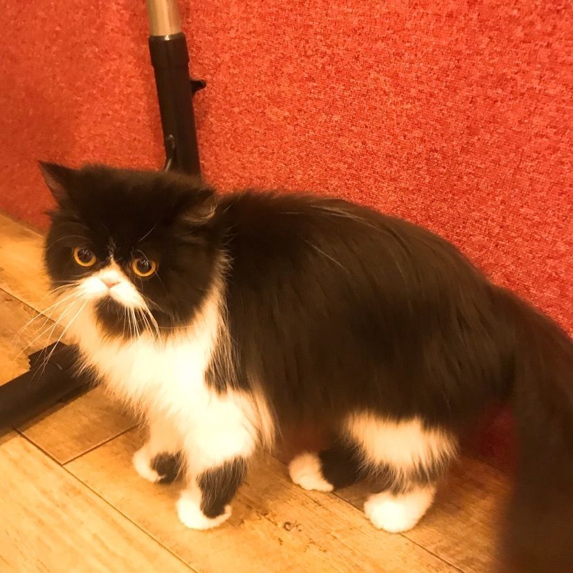 猫なぎ。さんが投稿した猫カフェPuchi Marry仙台青葉店に関する口コミの画像