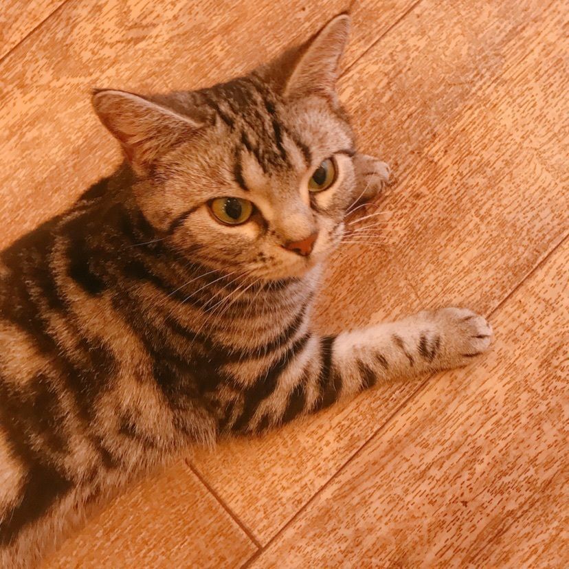 猫なぎ。さんが投稿した猫カフェPuchi Marry仙台青葉店に関する口コミの画像