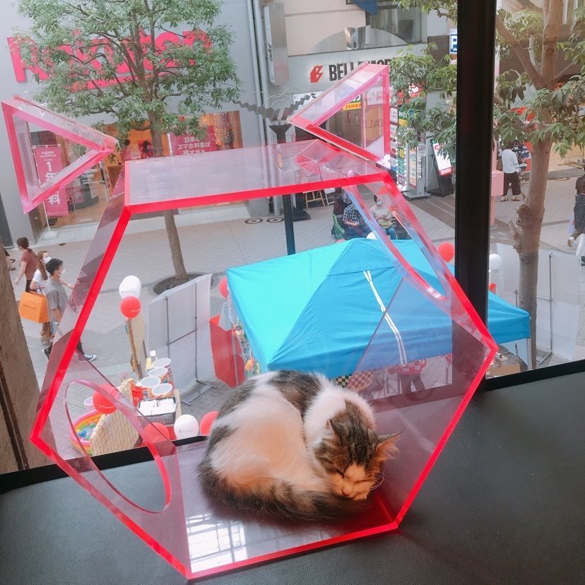 猫なぎ。さんが投稿した猫カフェPuchi Marry仙台青葉店に関する口コミの画像